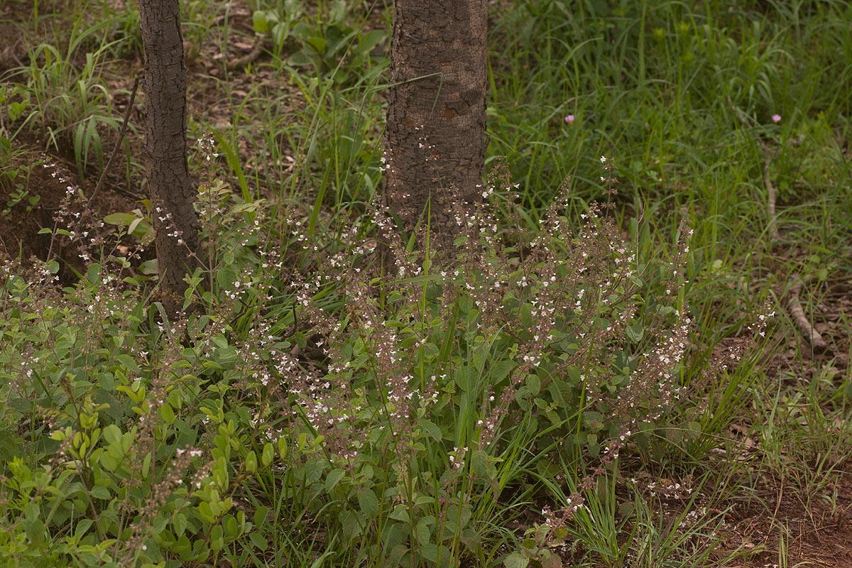 Endostemon obtusifolius