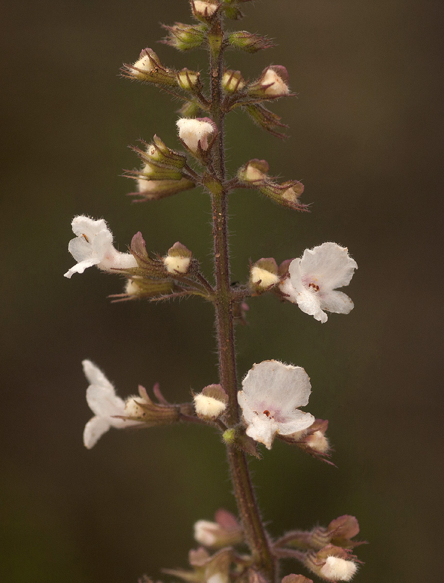 Endostemon obtusifolius