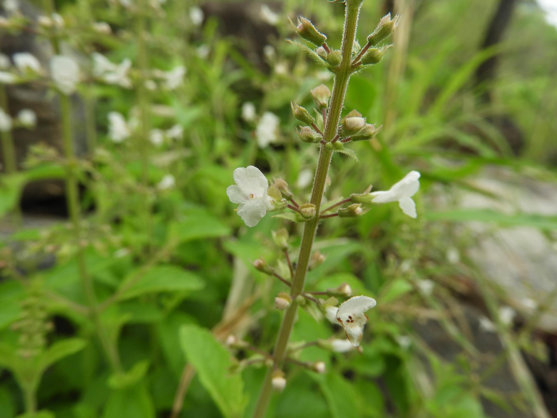 Endostemon obtusifolius
