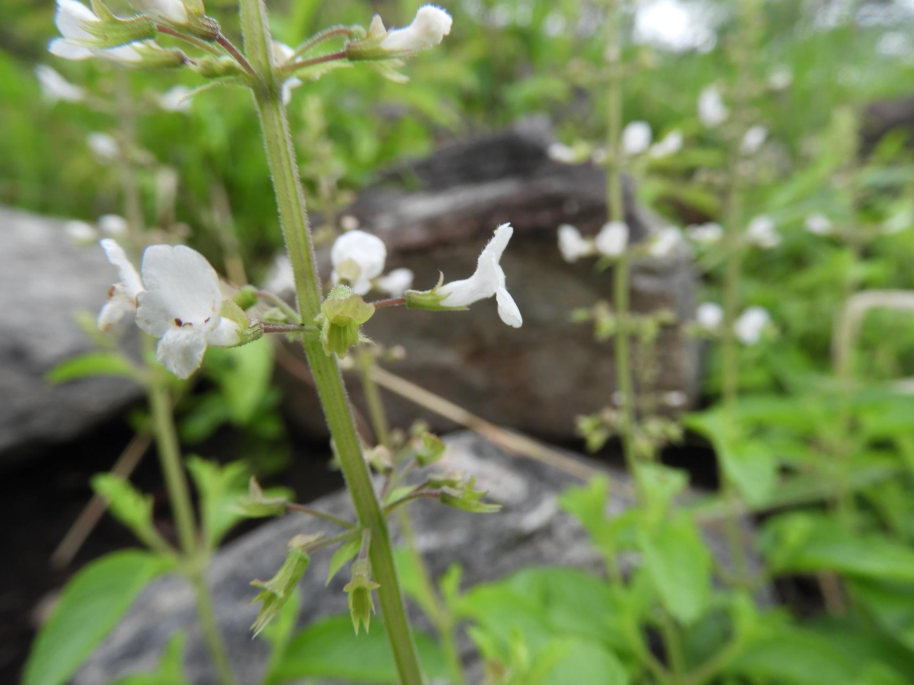 Endostemon obtusifolius