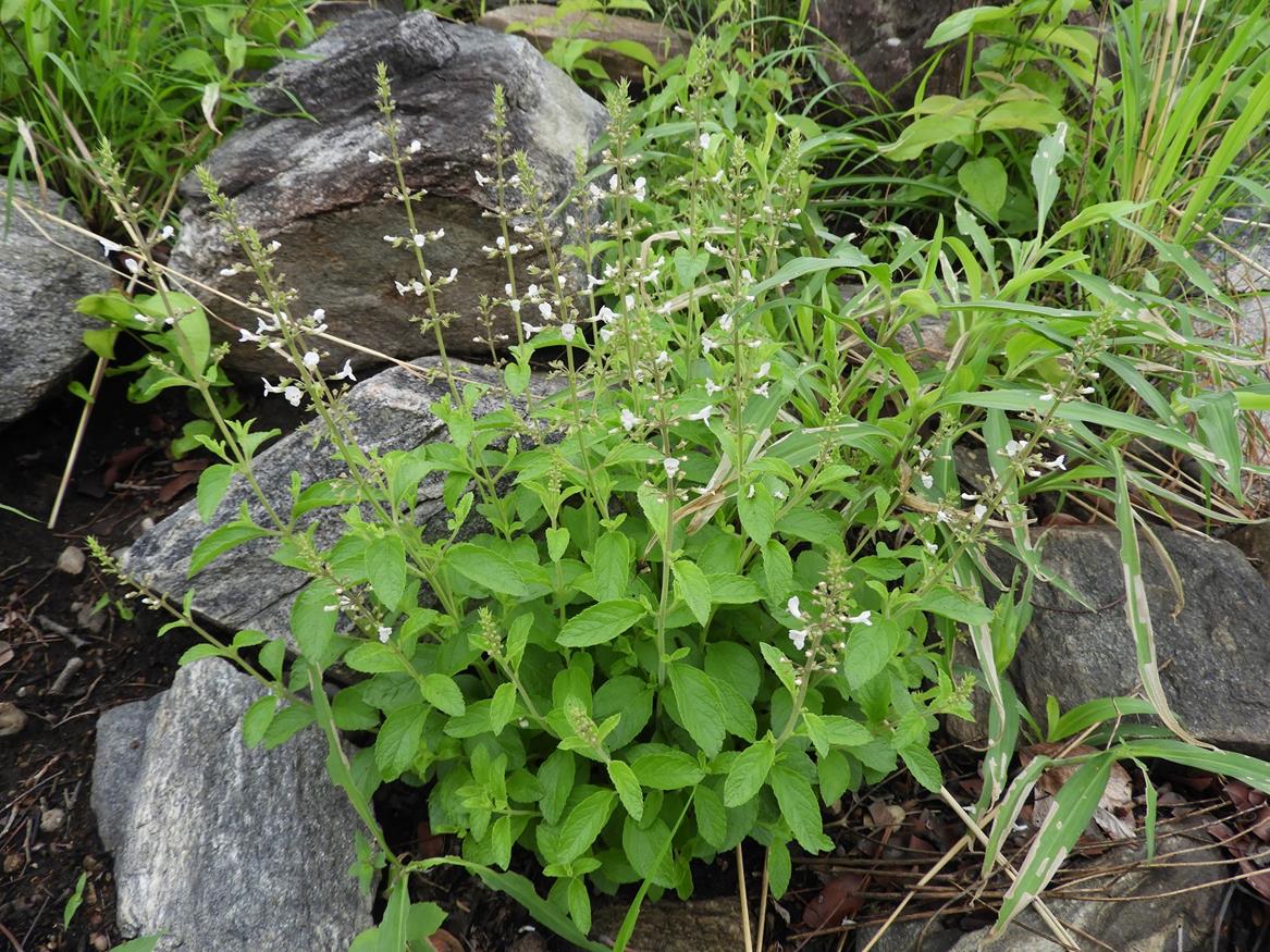 Endostemon obtusifolius