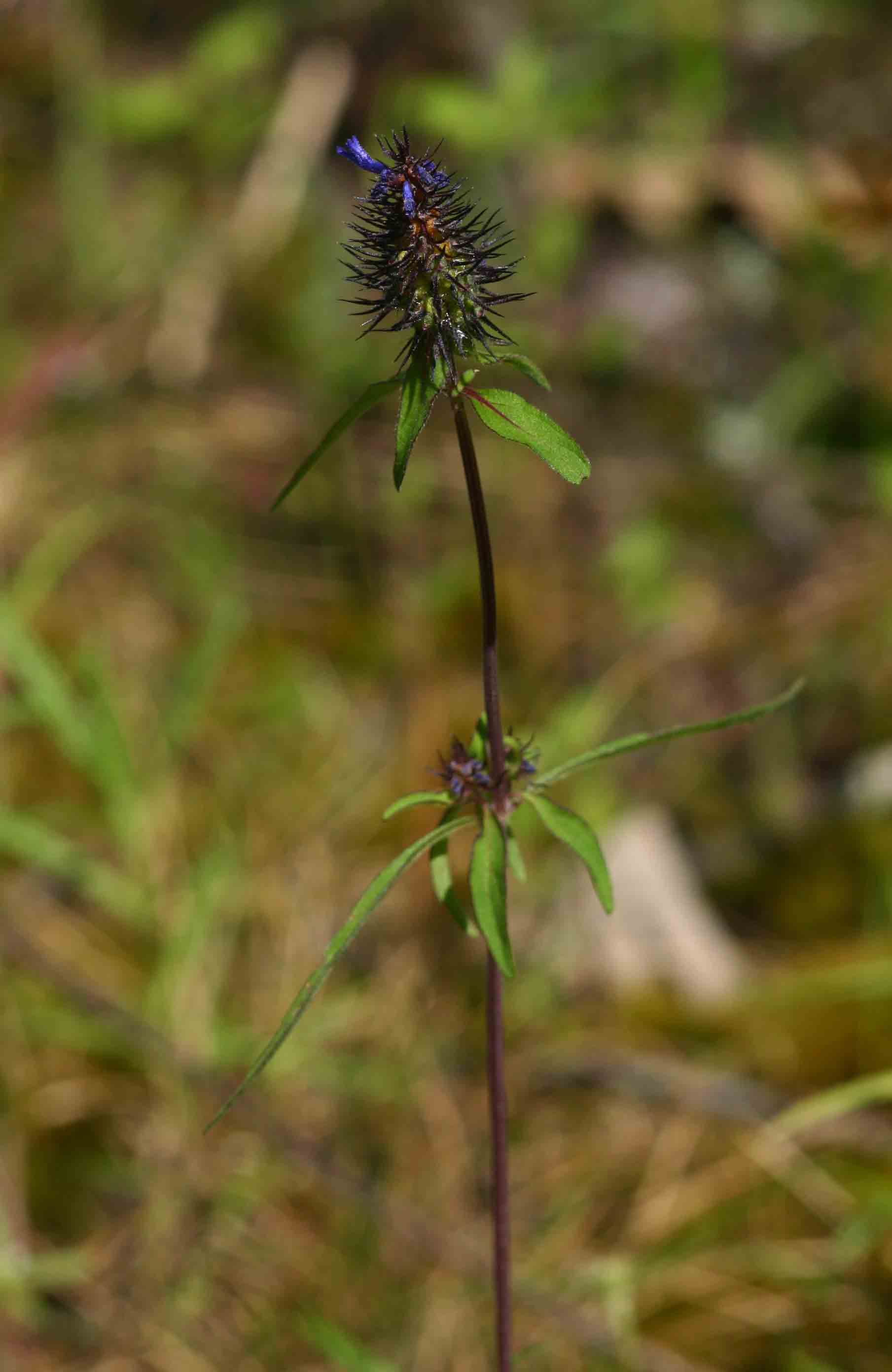 Pycnostachys de-wildemaniana