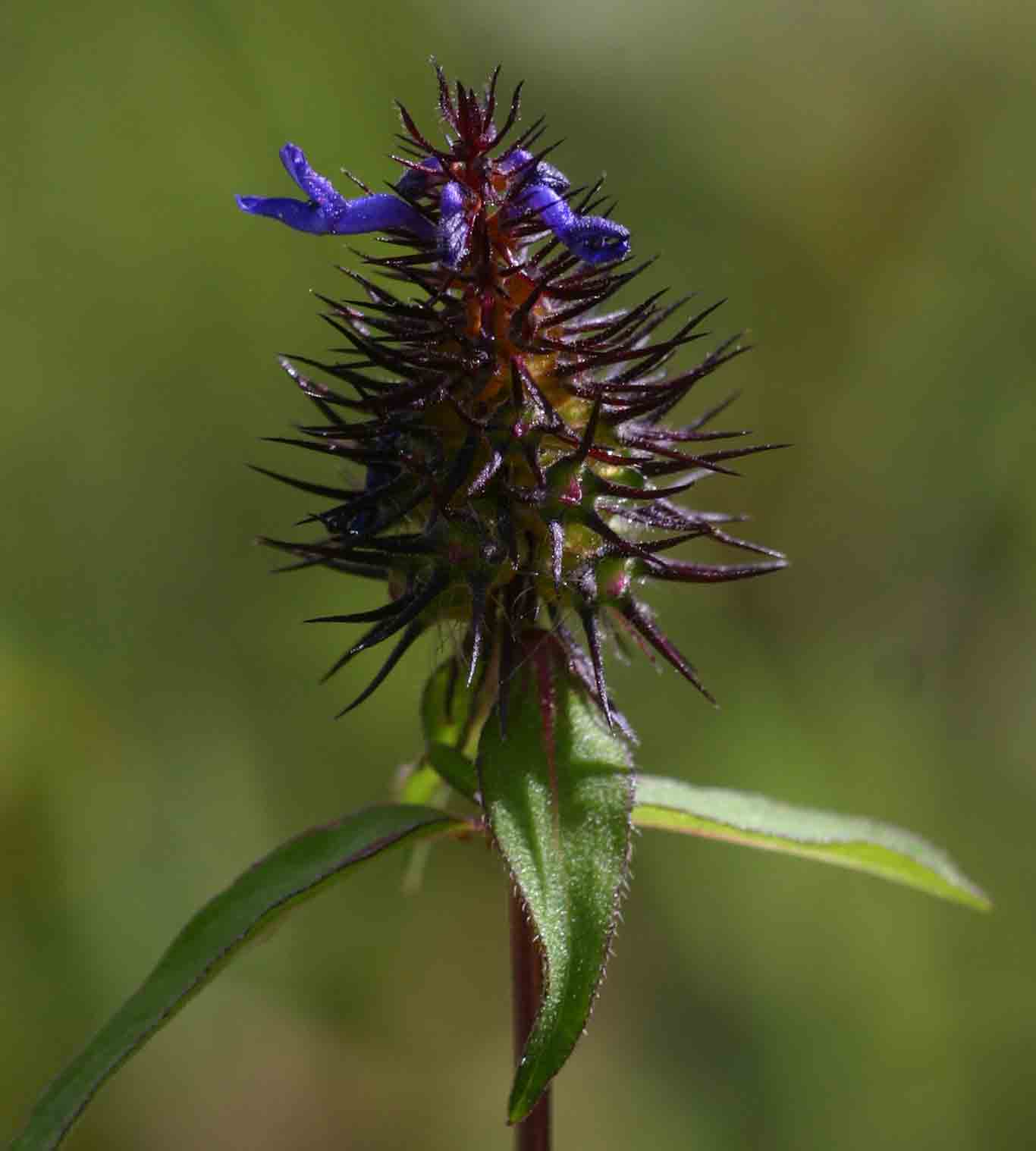 Pycnostachys de-wildemaniana