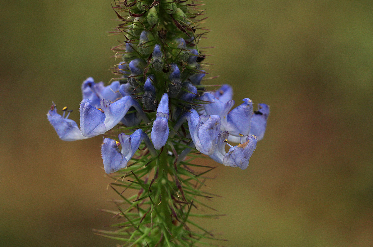 Pycnostachys orthodonta