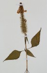 Pycnostachys orthodonta
