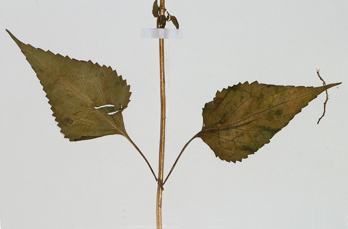 Pycnostachys orthodonta