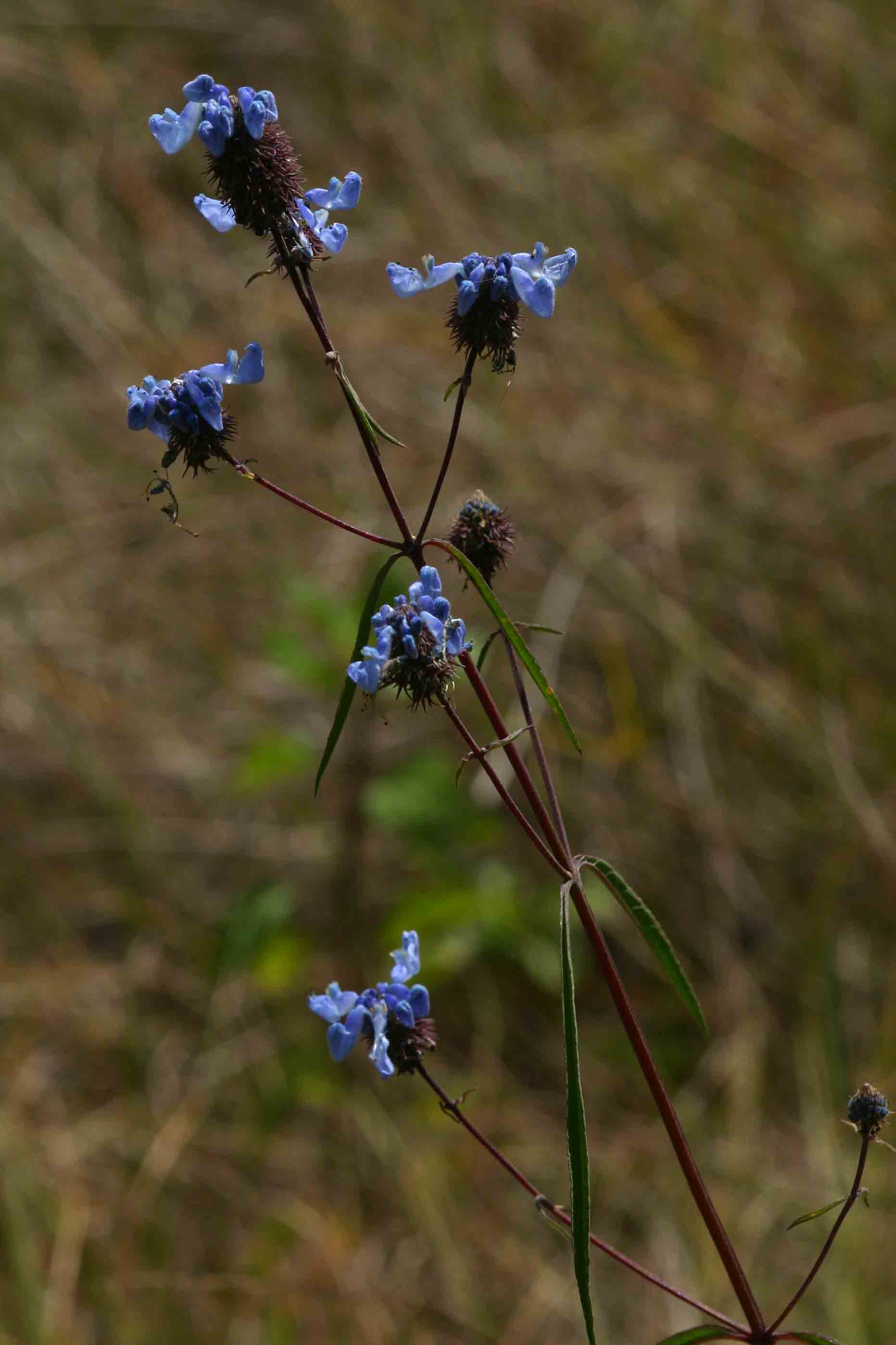Pycnostachys stuhlmannii
