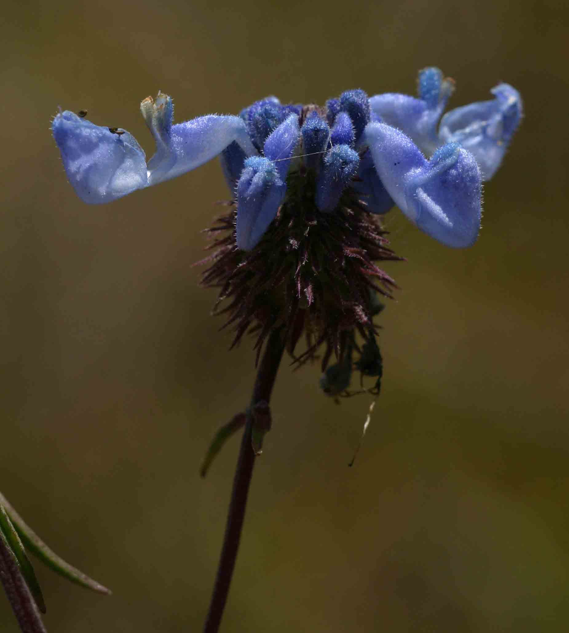 Pycnostachys stuhlmannii
