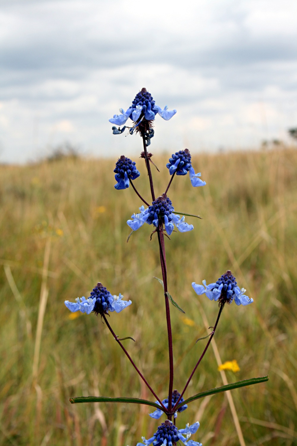 Pycnostachys stuhlmannii