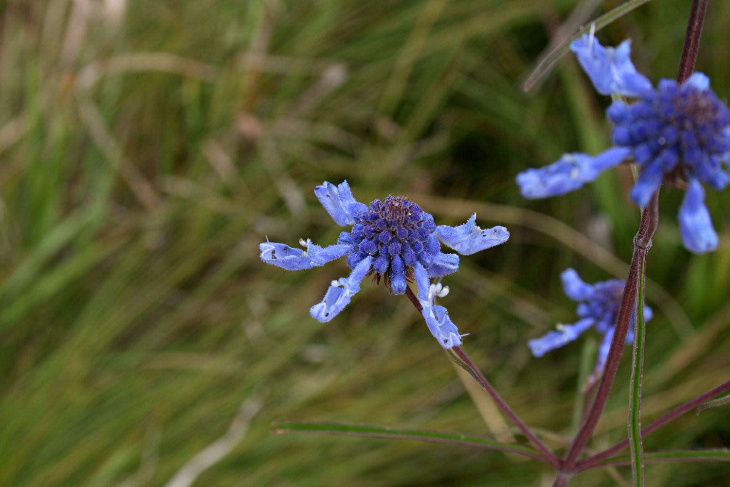 Pycnostachys stuhlmannii