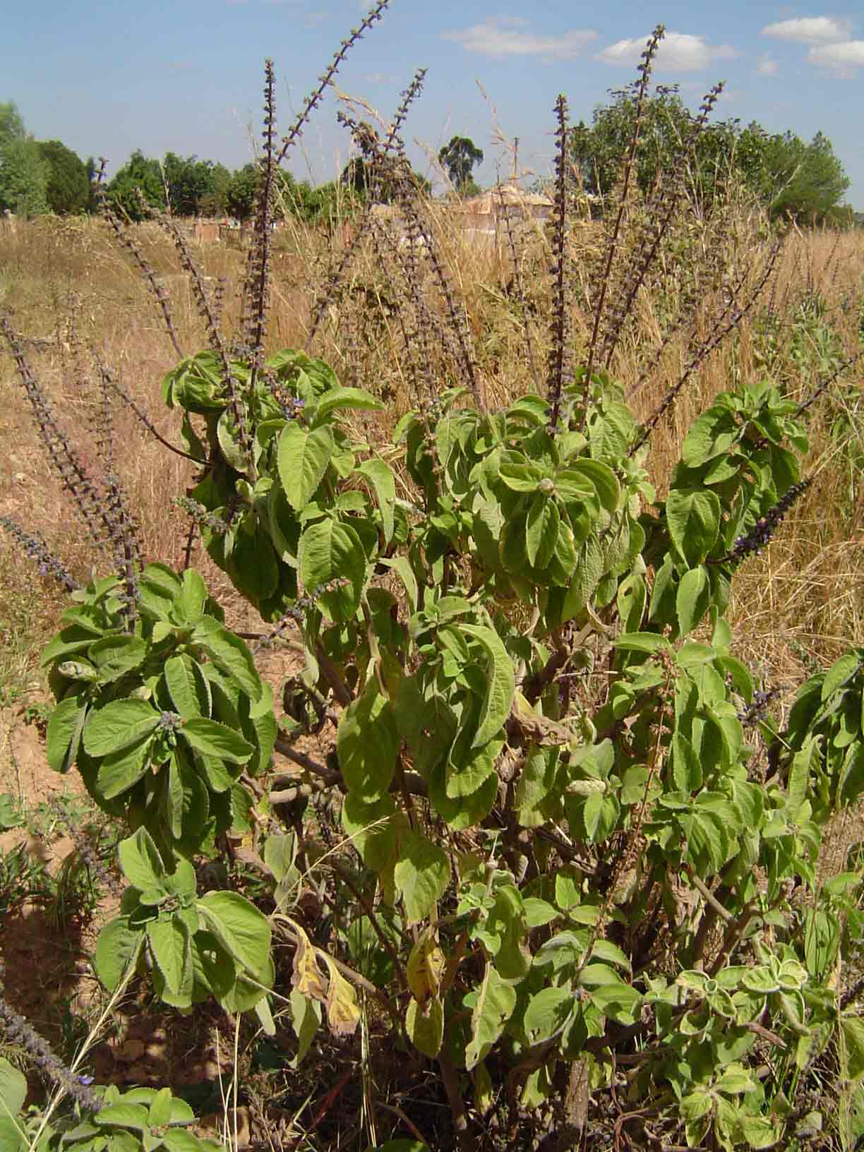 Coleus barbatus var. grandis