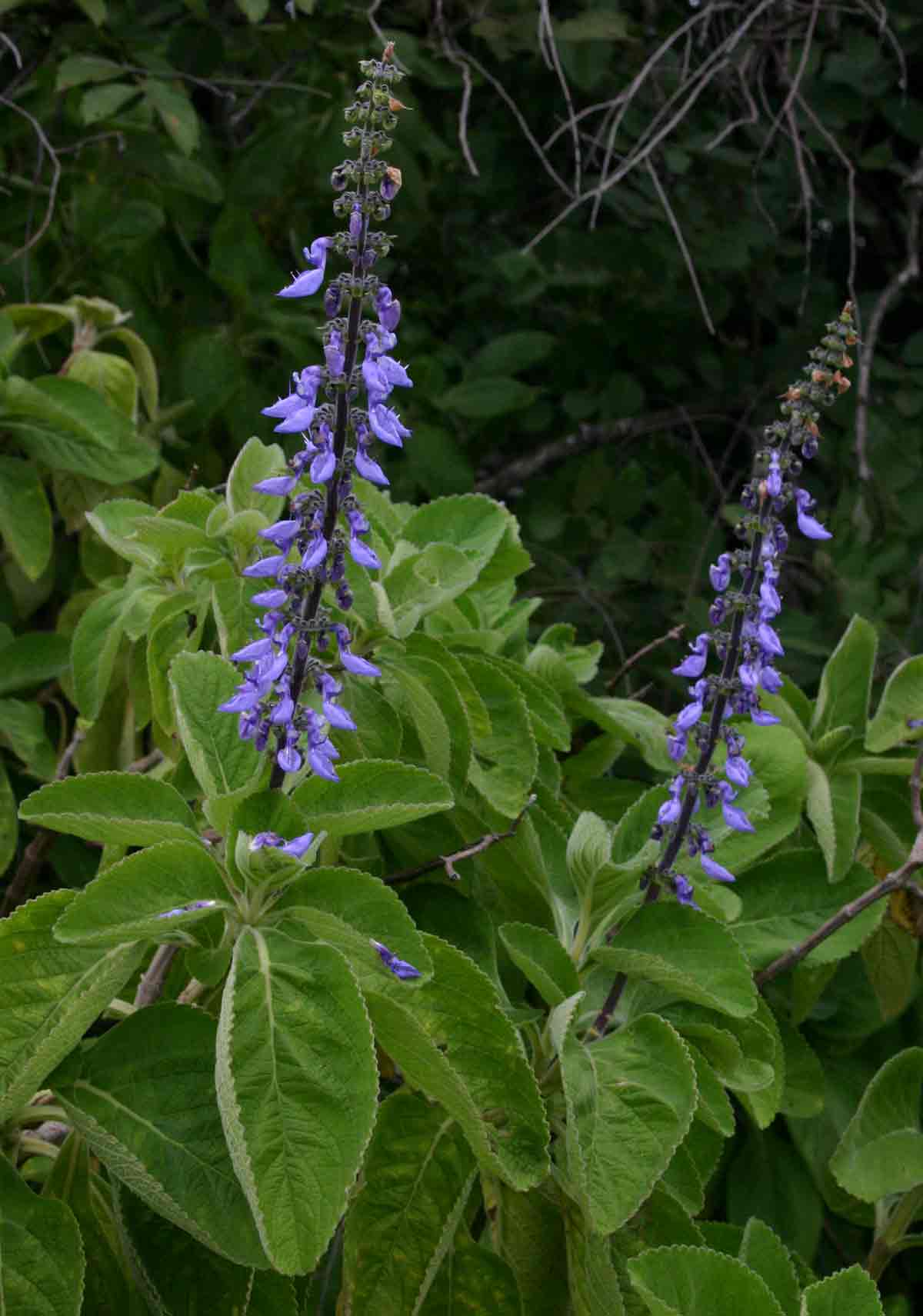 Coleus barbatus var. grandis