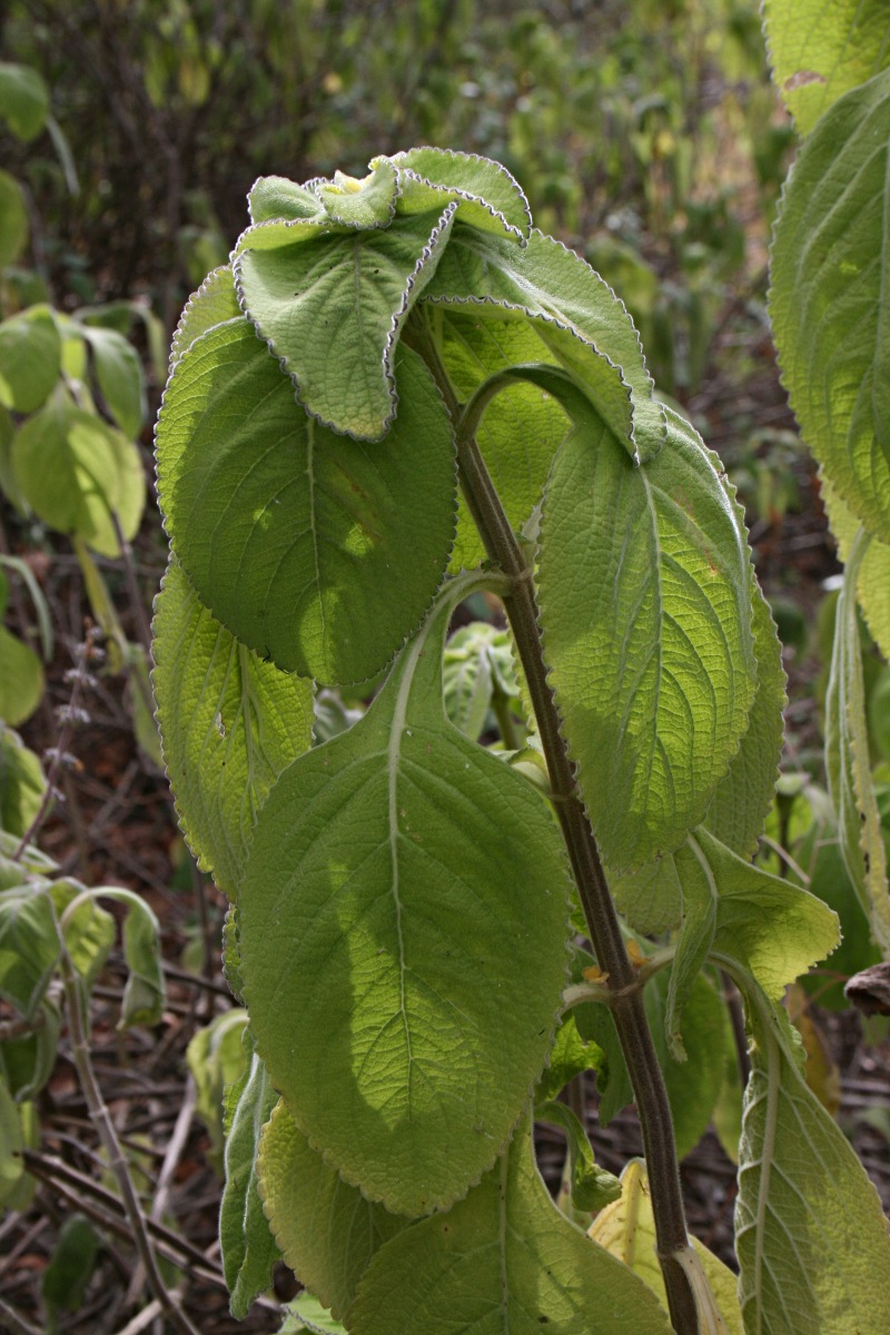 Coleus barbatus var. grandis