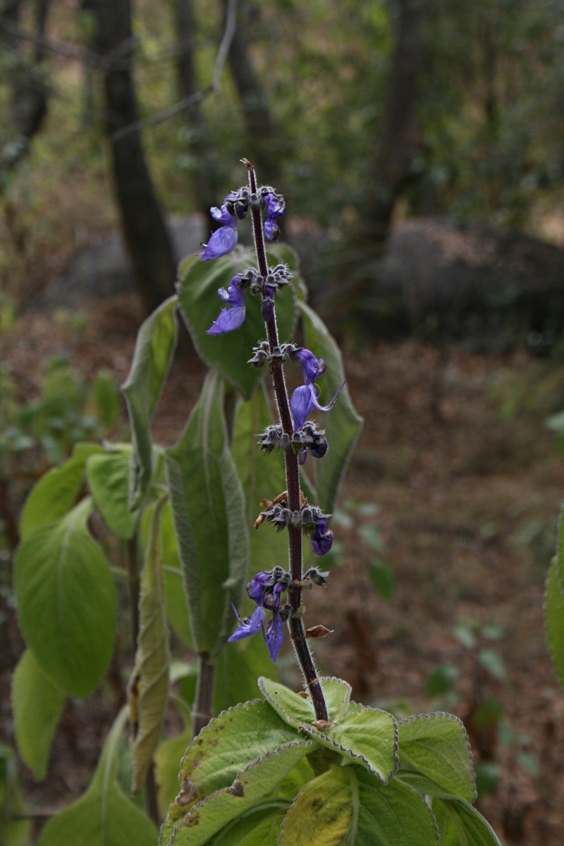 Coleus barbatus var. grandis