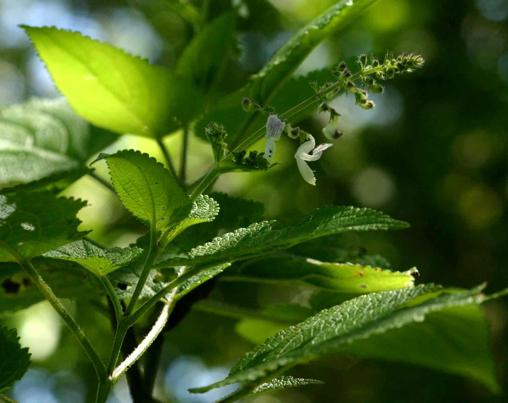 Equilabium laxiflorum