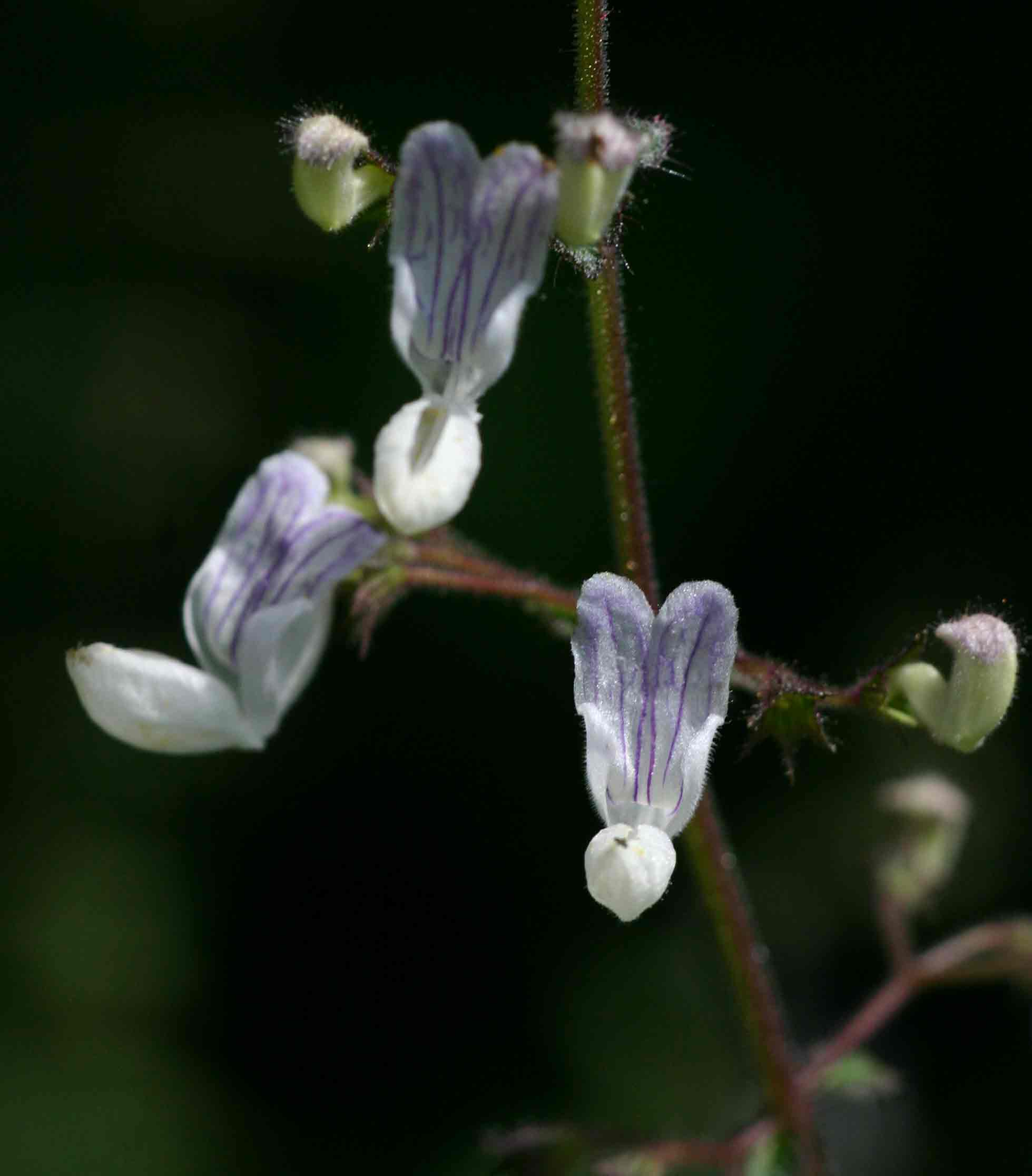 Equilabium laxiflorum