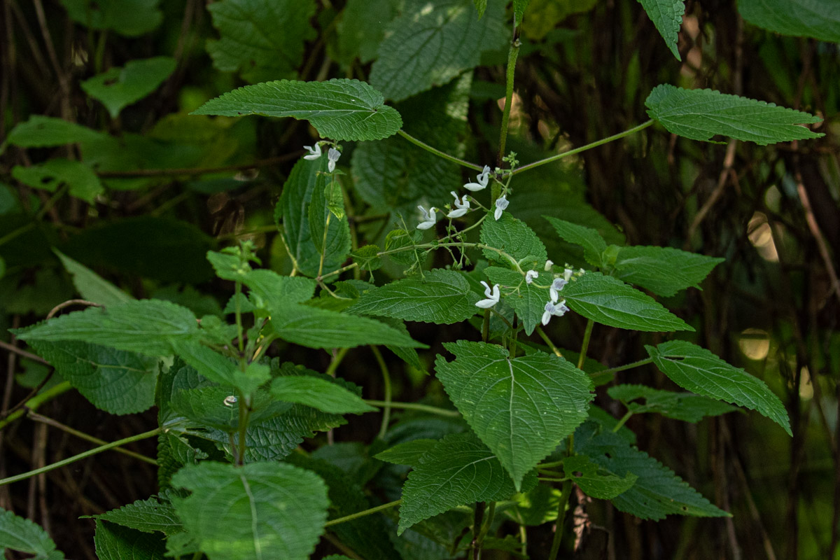 Equilabium laxiflorum Equilabium laxiflorum