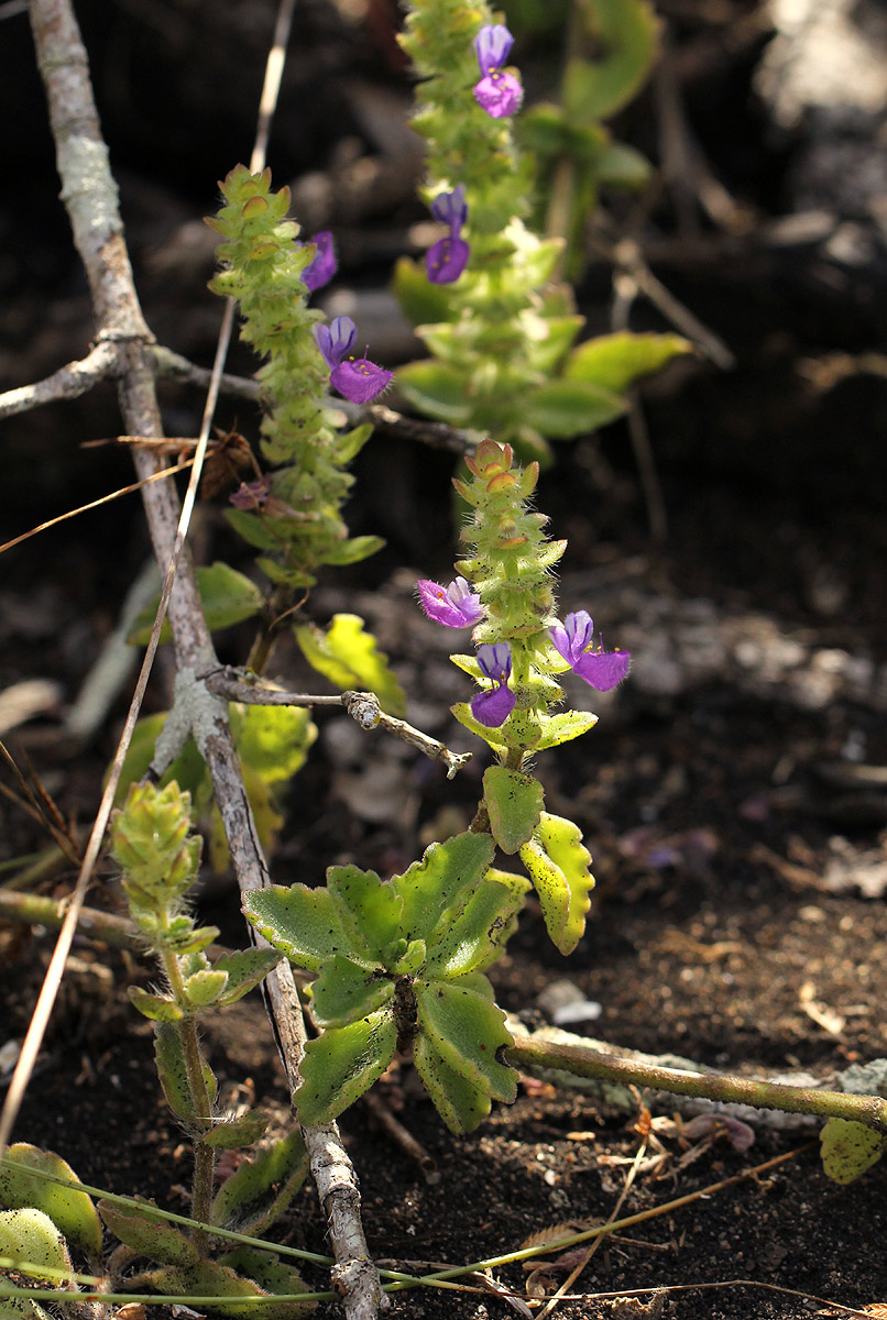Coleus lasianthus