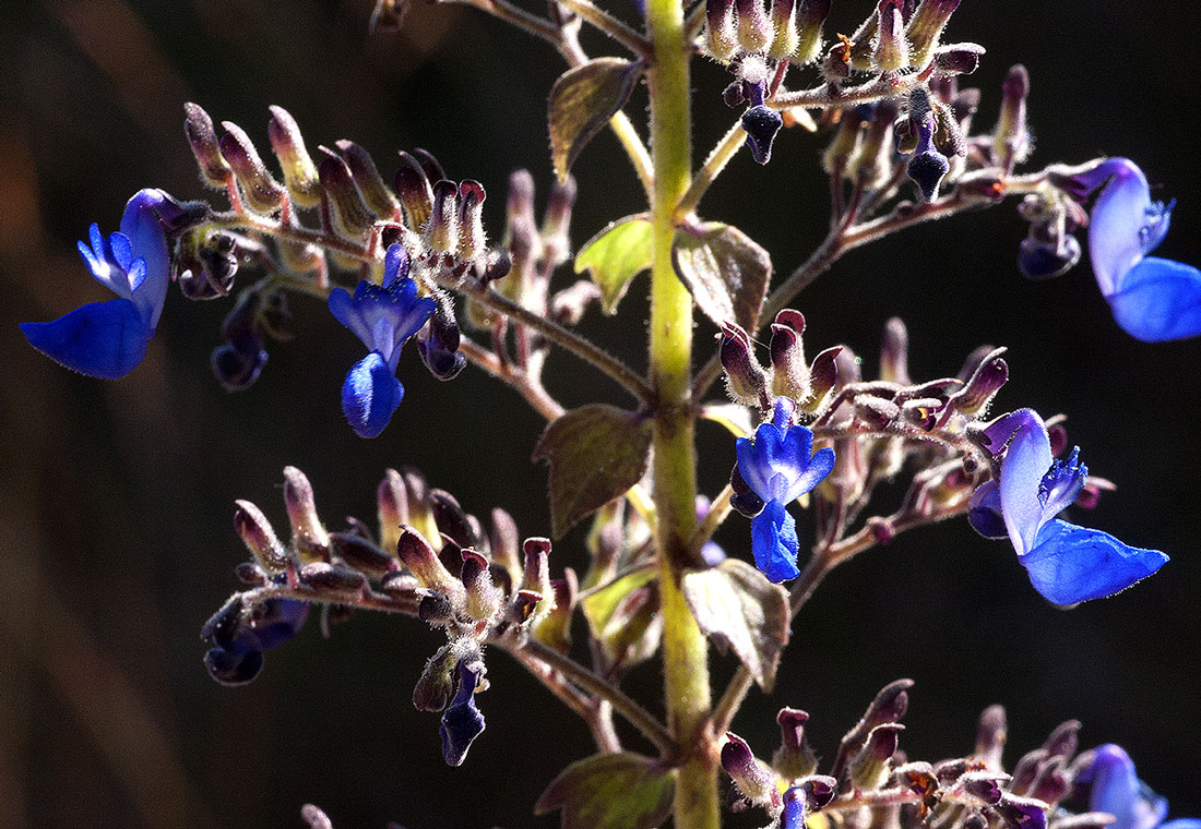 Coleus thyrsoideus Coleus thyrsoideus
