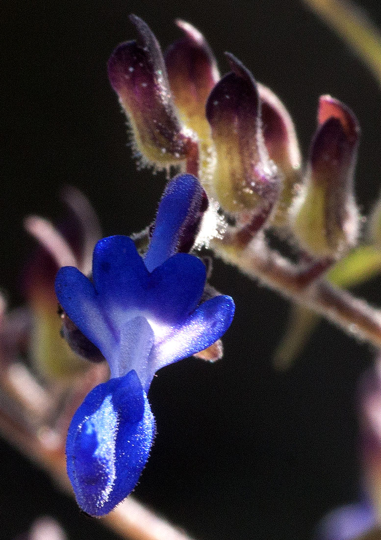 Coleus thyrsoideus Coleus thyrsoideus