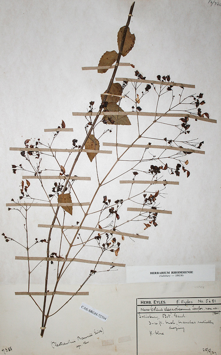 Coleus gracilipedicellatum 