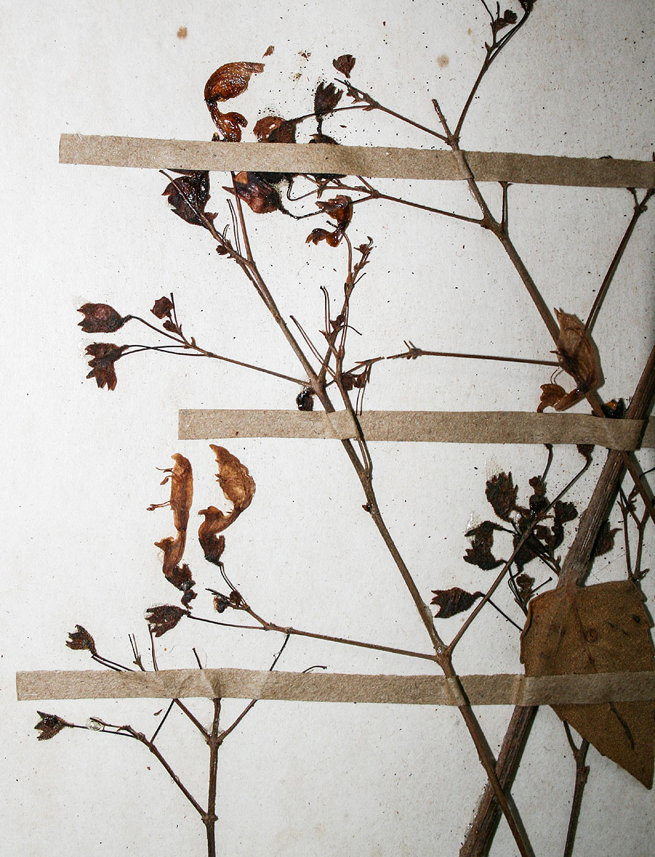 Coleus gracilipedicellatum 