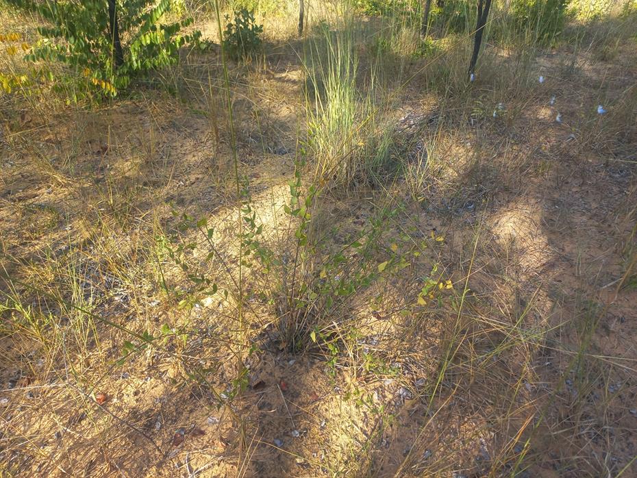 Coleus gracilipedicellatum Coleus gracilipedicellatum