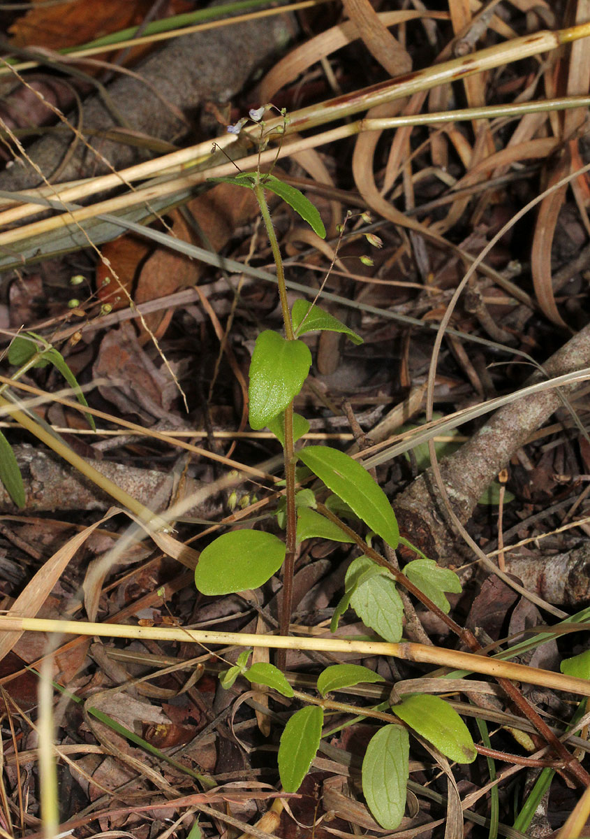 Coleus rhodesianum Coleus rhodesianum