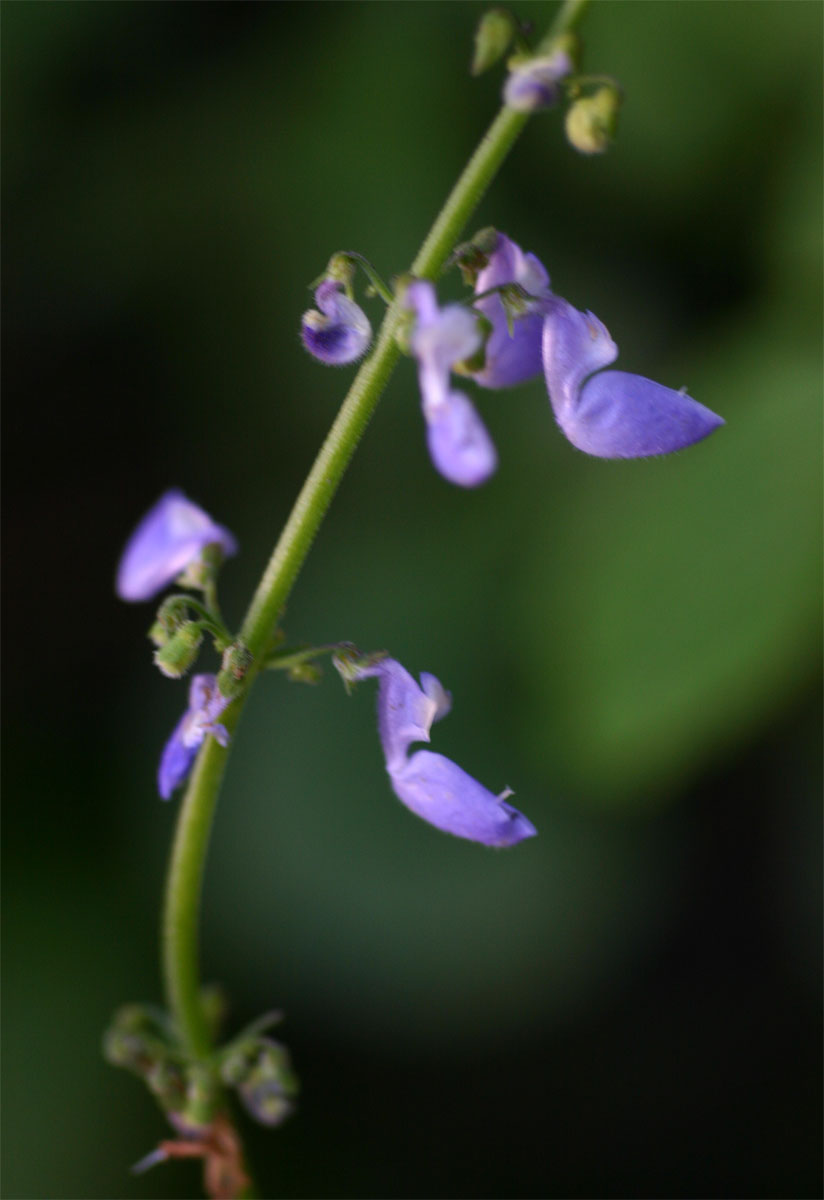 Coleus bojeri Coleus bojeri