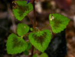 Coleus bojeri
