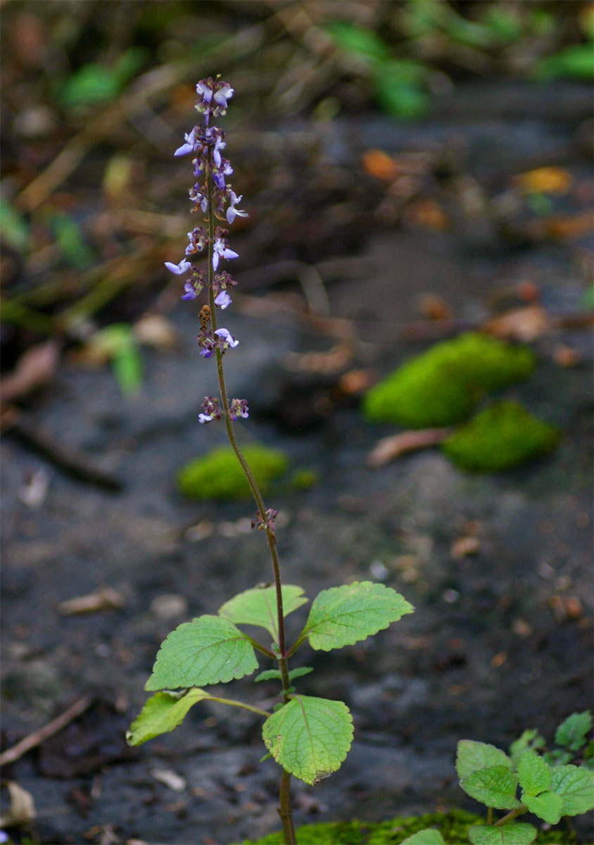 Coleus bojeri Coleus bojeri
