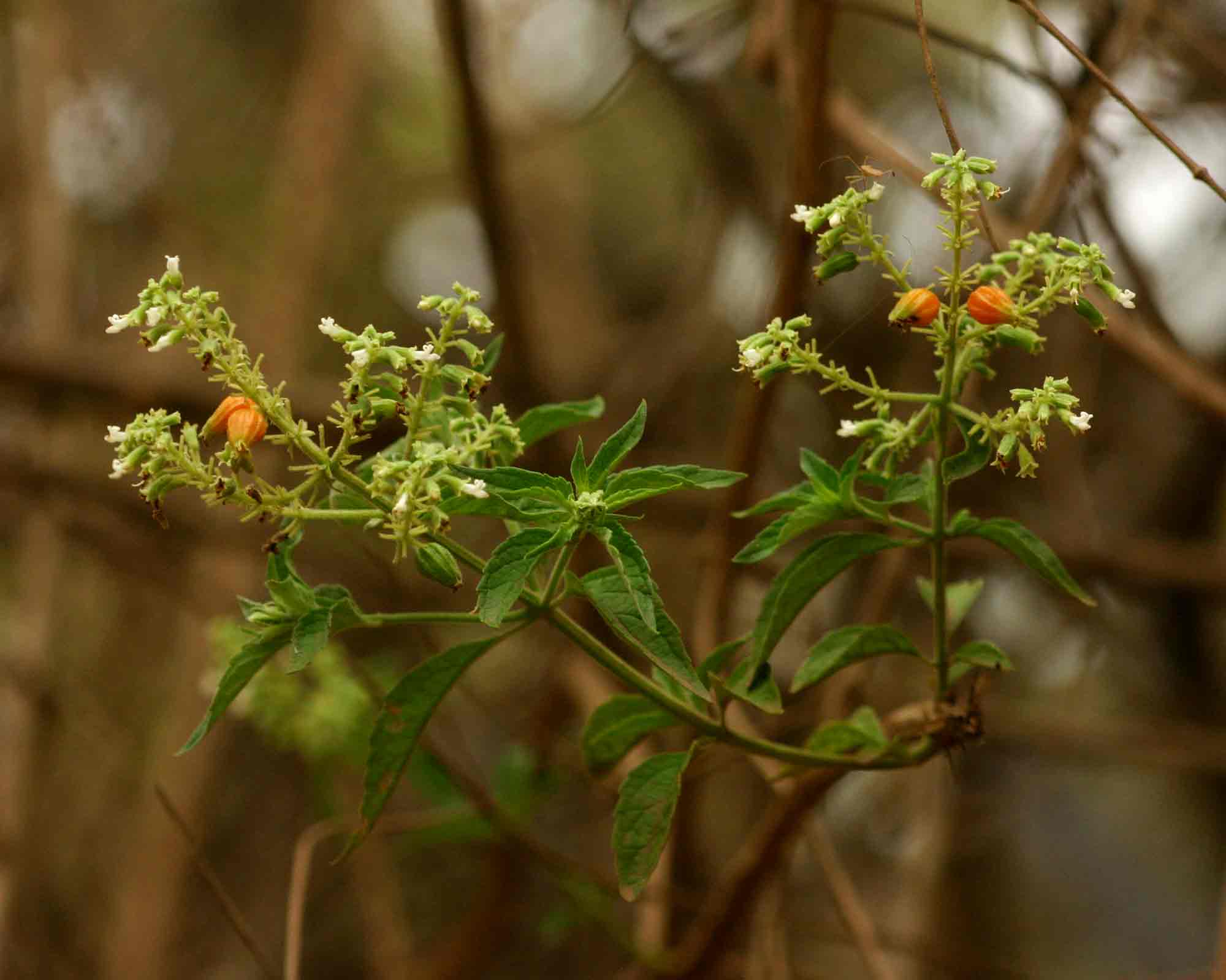 Hoslundia opposita Hoslundia opposita