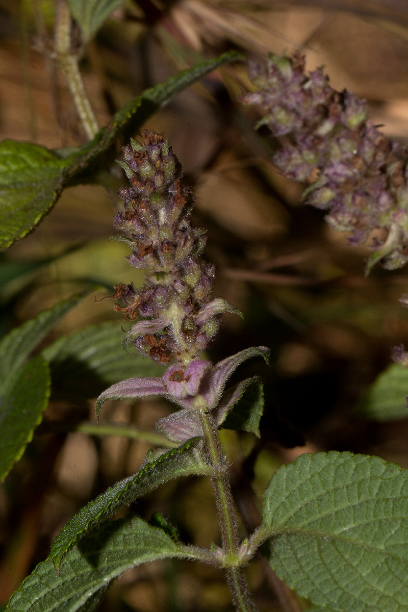 Platostoma rotundifolium