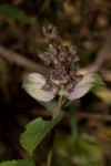 Platostoma rotundifolium