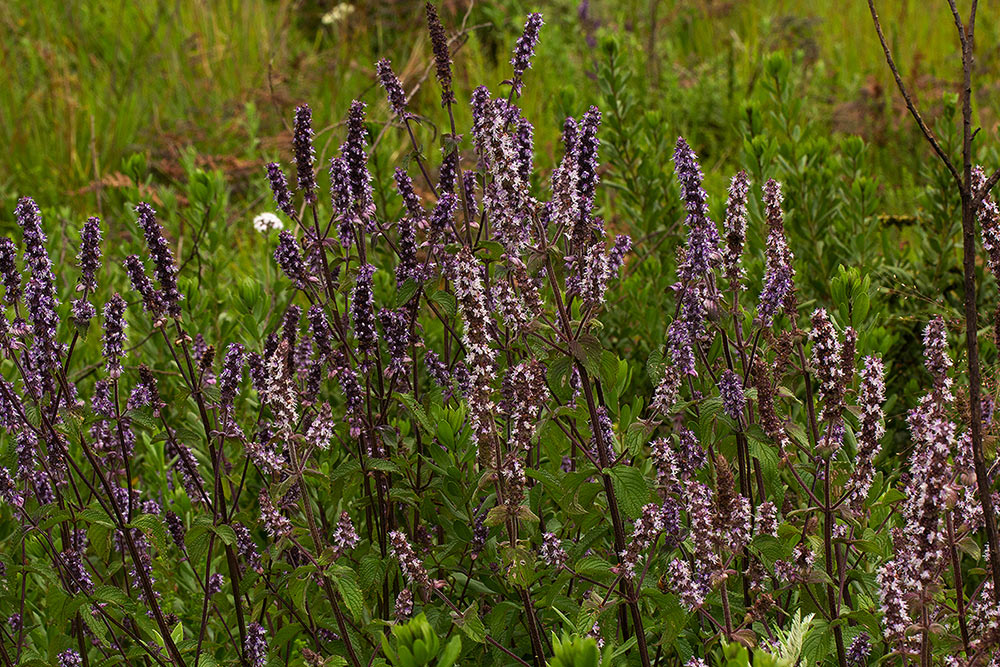 Platostoma rotundifolium
