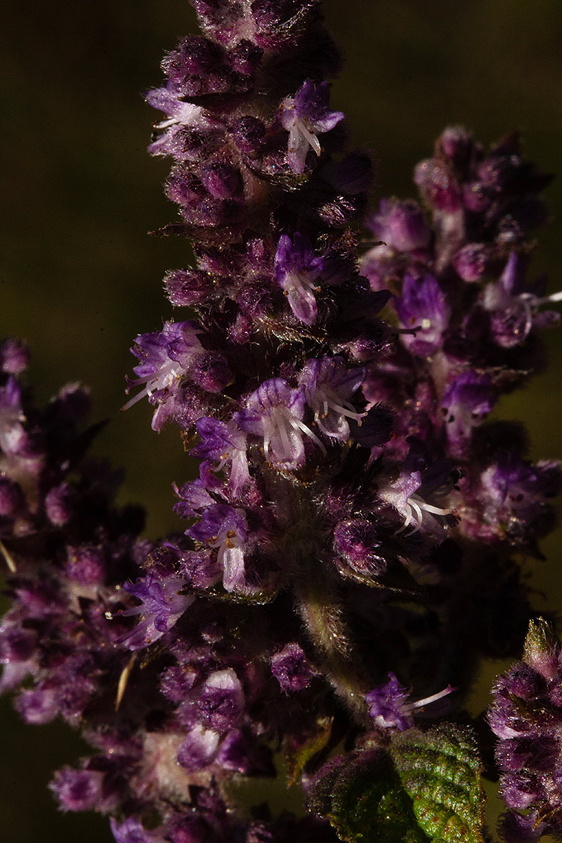 Platostoma rotundifolium