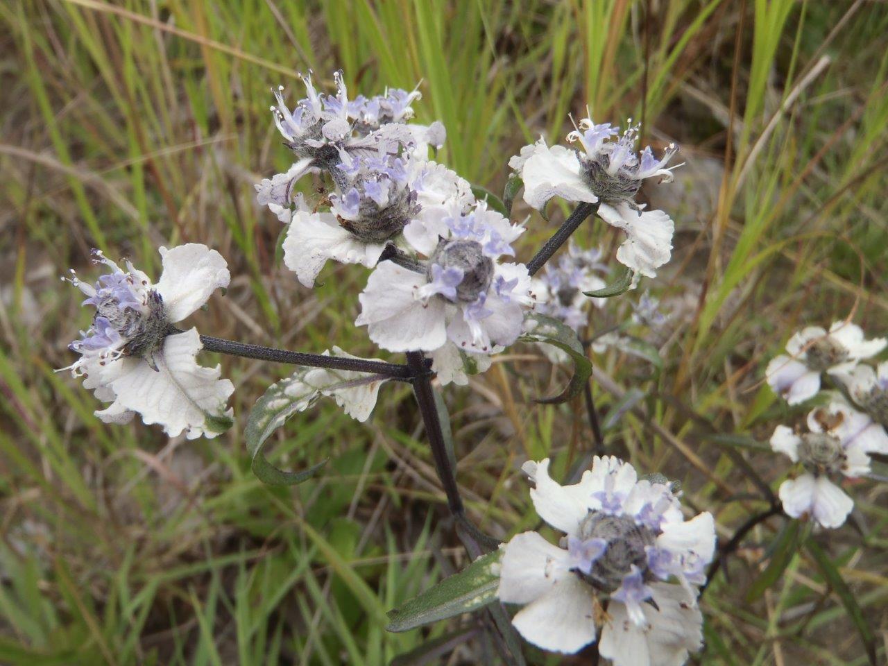 Haumaniastrum caeruleum