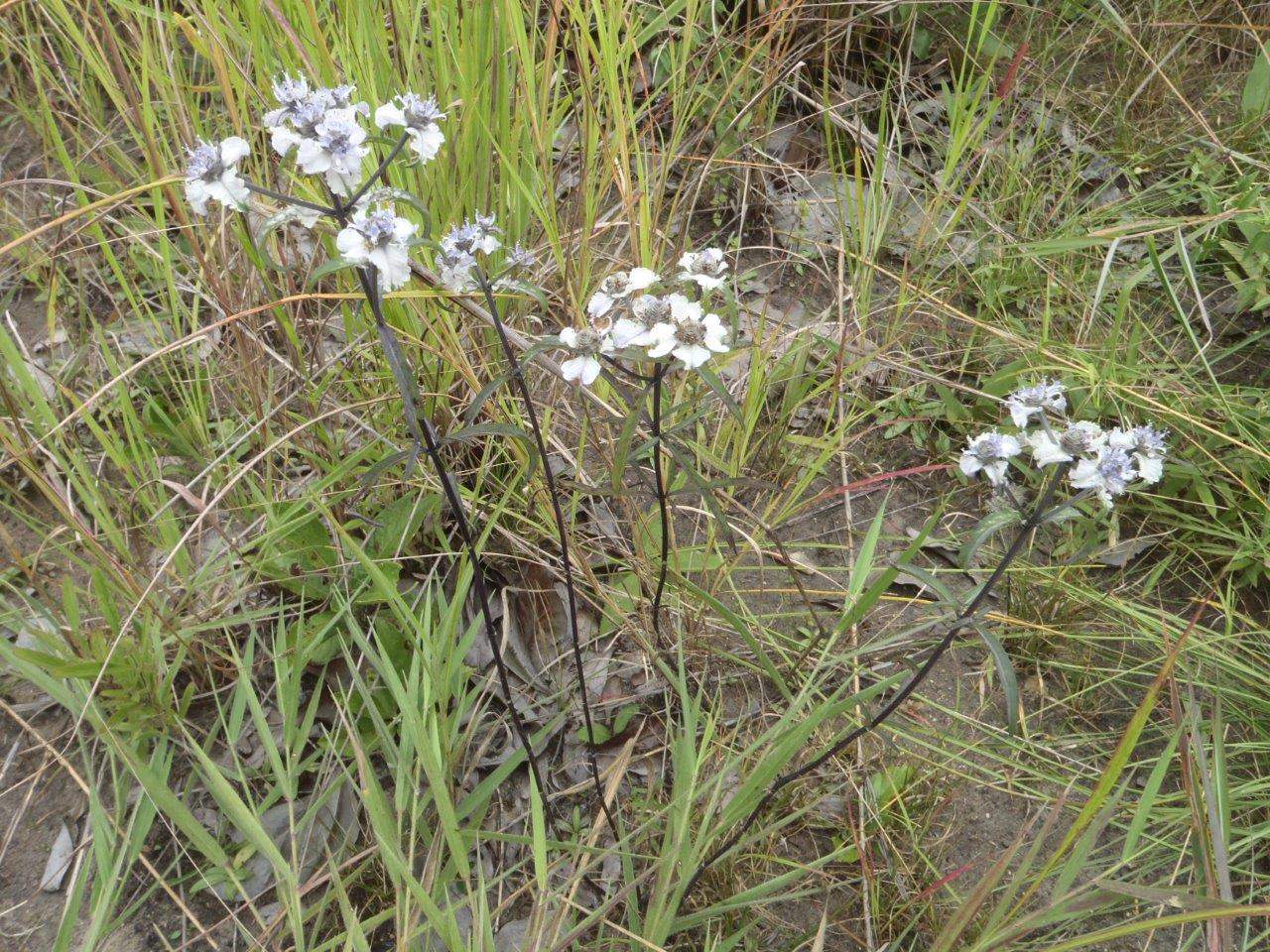 Haumaniastrum caeruleum