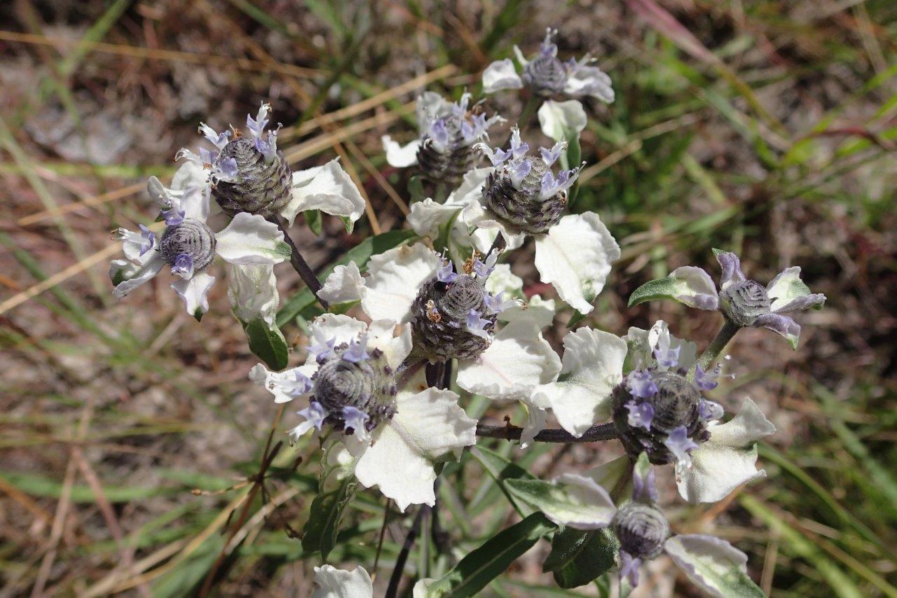 Haumaniastrum caeruleum