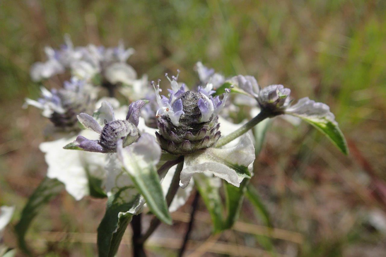 Haumaniastrum caeruleum