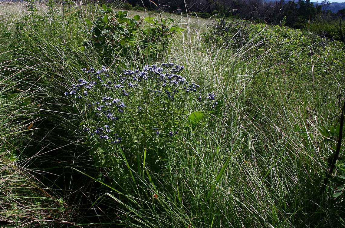 Haumaniastrum dissitifolium Haumaniastrum dissitifolium
