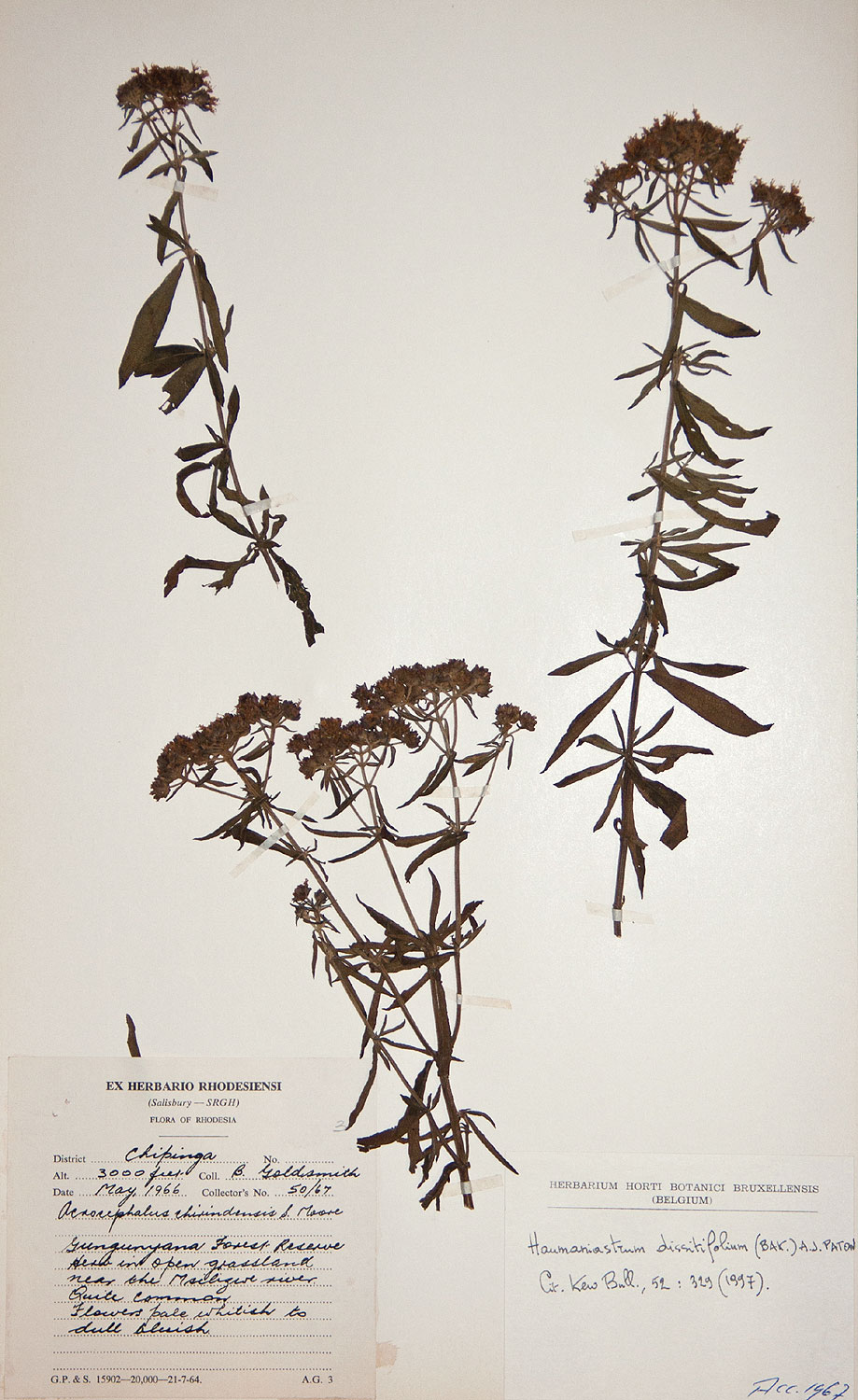 Haumaniastrum dissitifolium