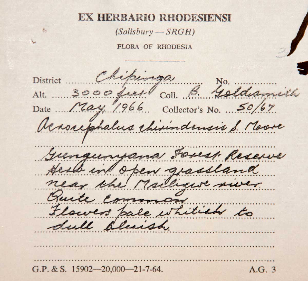 Haumaniastrum dissitifolium