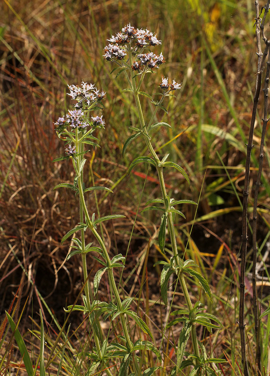 Haumaniastrum dissitifolium