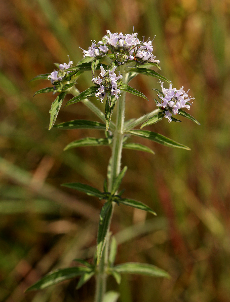 Haumaniastrum dissitifolium