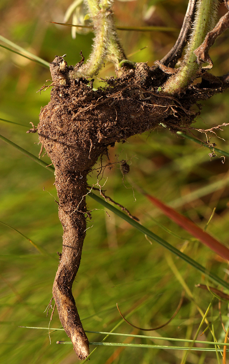 Haumaniastrum dissitifolium