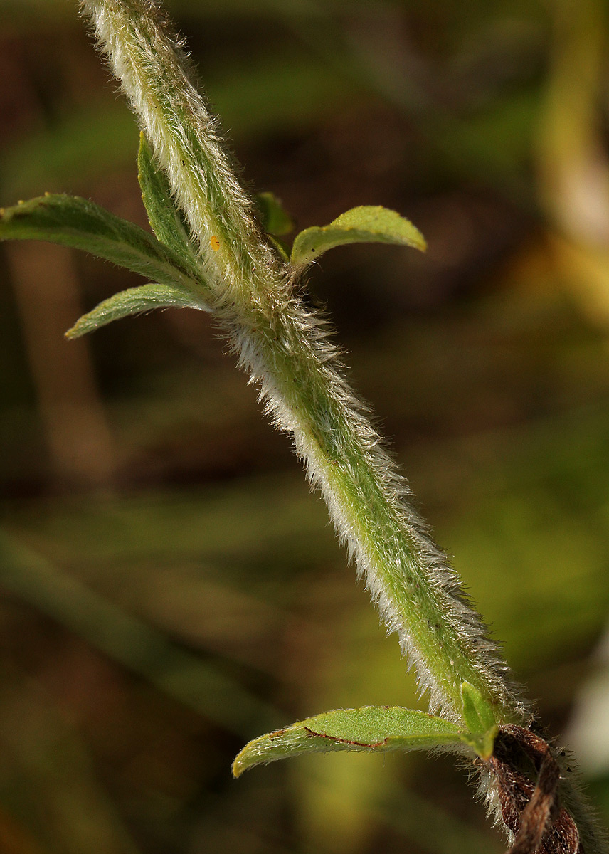 Haumaniastrum dissitifolium