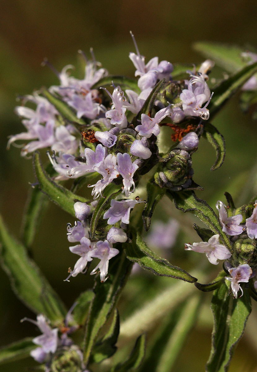 Haumaniastrum dissitifolium