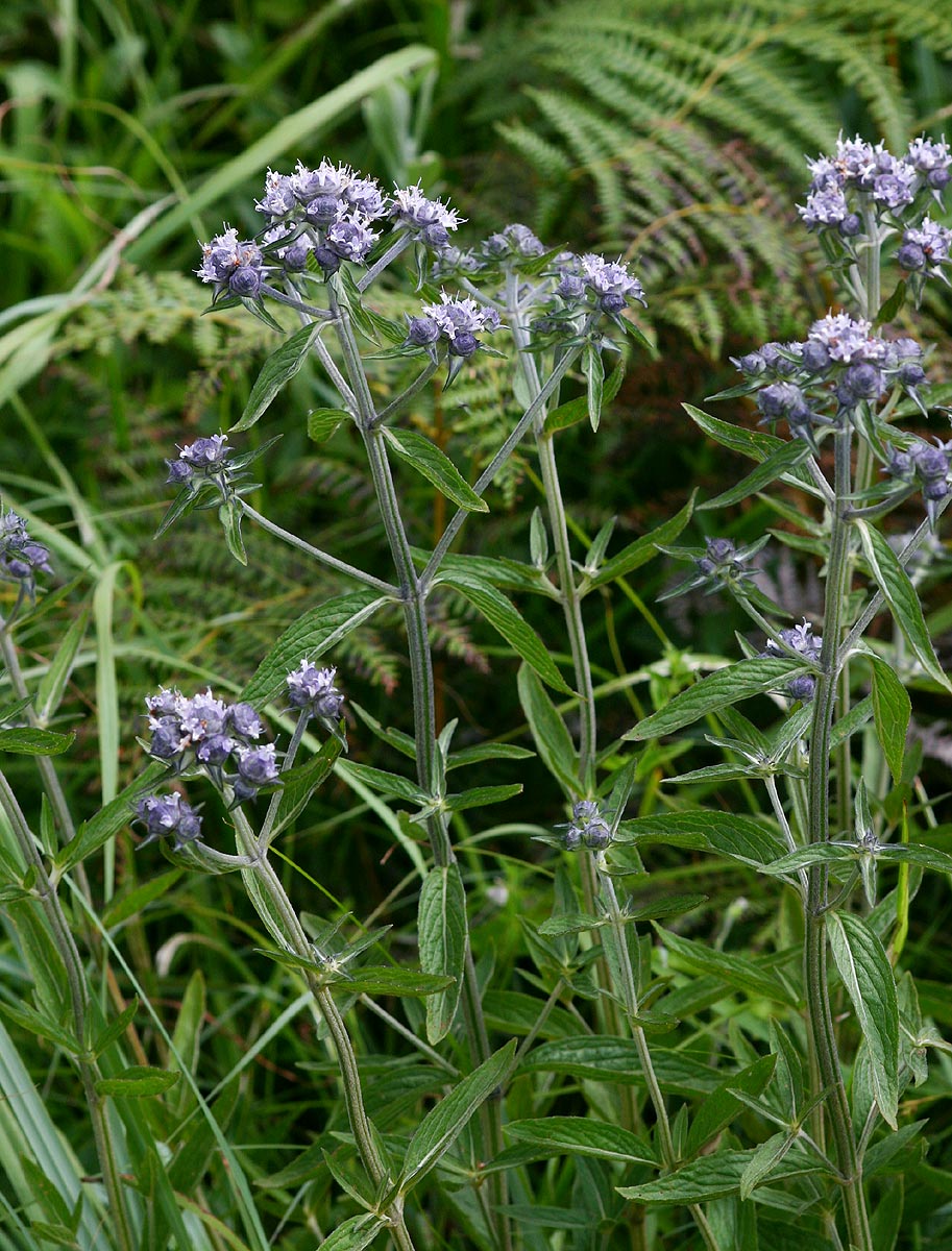 Haumaniastrum dissitifolium