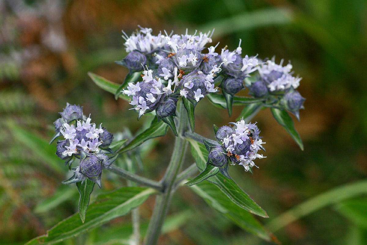 Haumaniastrum dissitifolium